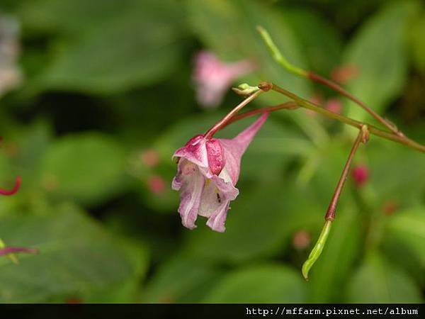 120811棣慕華鳳仙花