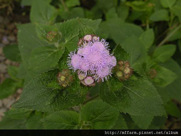 120811紫花霍香薊 (1)