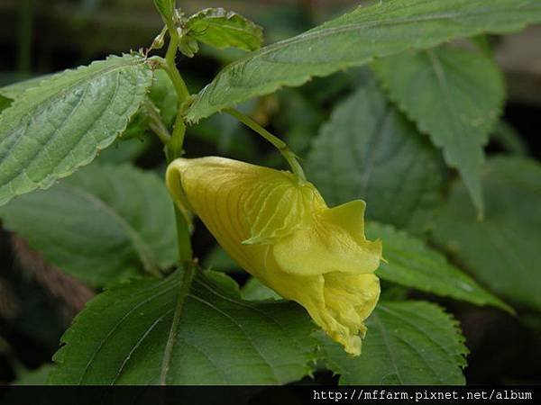 101029立鷹山散步 黃花鳳仙花 (1)