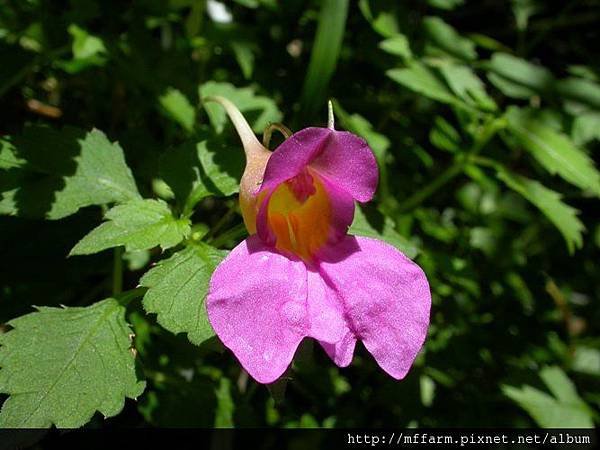 060626南湖  紫花鳳仙花 (1)