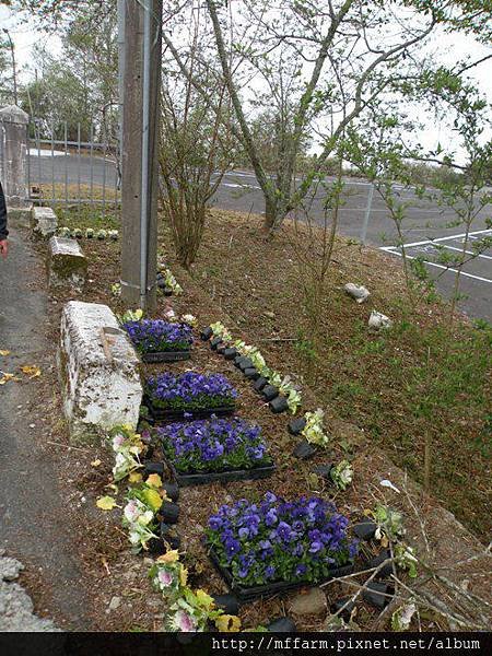 130315 翠峰路旁種植栽前 (2)