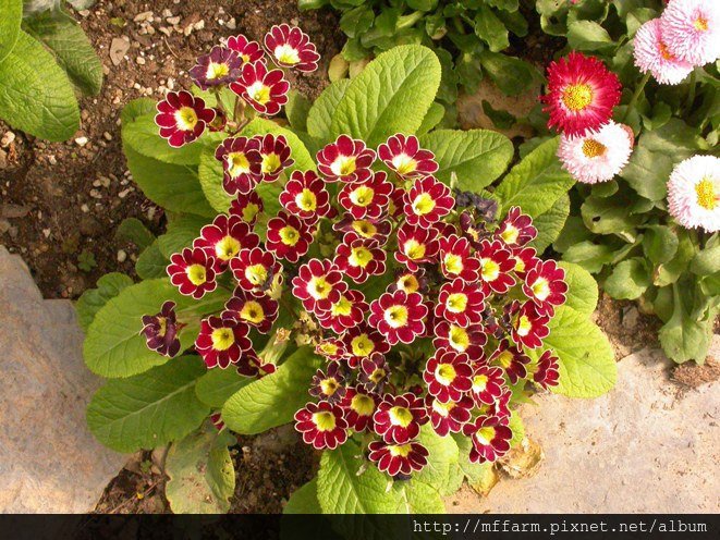 090303 溫帶花卉區 報春花2