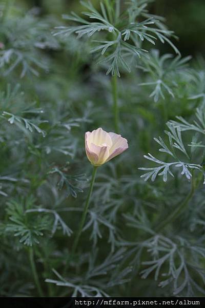 130731溫帶花卉區 白花金英花 (1)