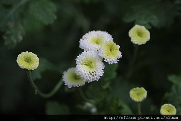 130905溫帶花卉區 夏菊 (1)