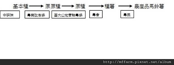 馬鈴薯