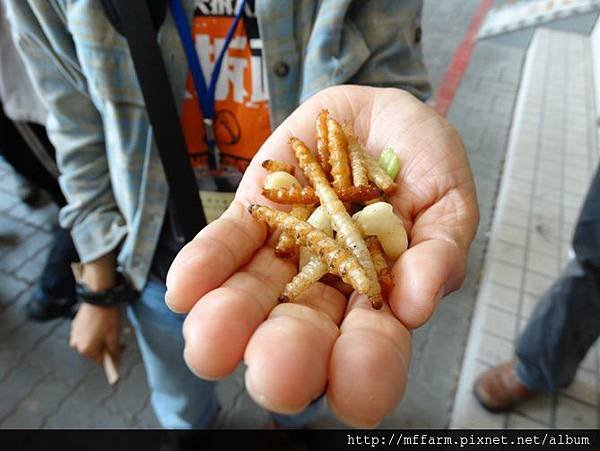 圖說3 抓一把料理好的竹蟲在手上 (黃韻如攝於台中台灣昆蟲學會Let’s吃昆蟲課程)