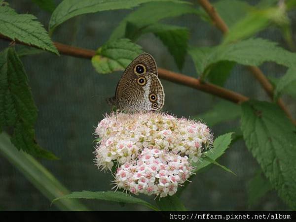 白帶波眼蝶IMG_5711