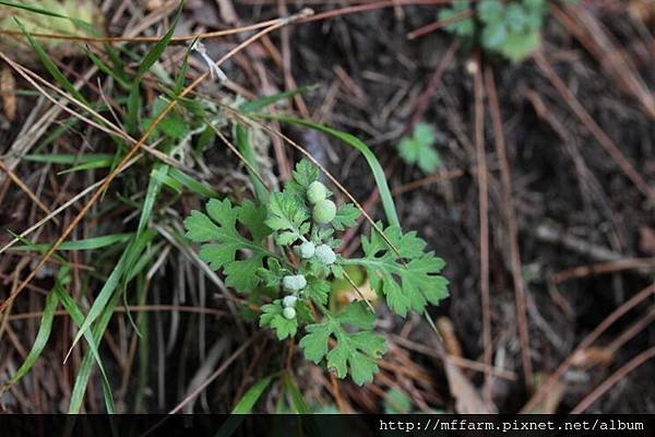 圖說1 140430南湖中央尖 6.7K登山口網松風嶺路上 艾草上的蟲癭 (11)