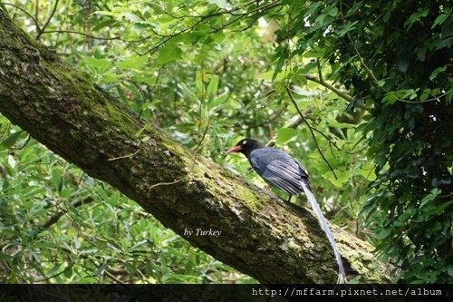 20160529鴉科  台灣藍鵲(張臣家)