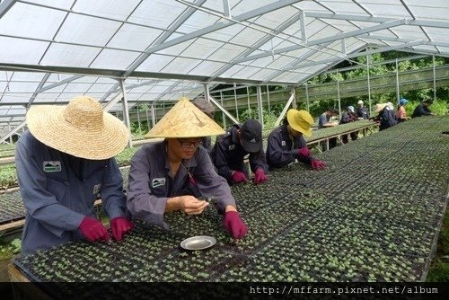 2016暑假園藝系實習照片-春陽(劉惠菱)(肖) (95)