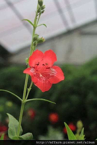 鐘鈴花 (1)
