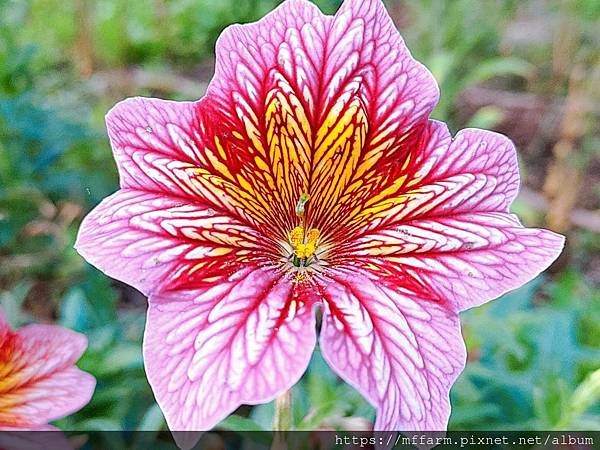 2022.11月花坊