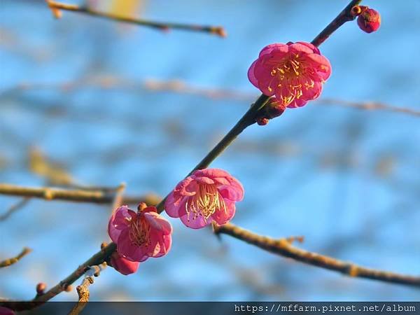 2023.3月花坊