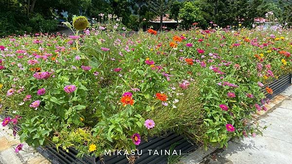 台南網美景點 仙湖農場 俗女養成記2 民宿 無邊境游泳池 無邊界泳池 可愛動物 親子農場 農場環境介紹