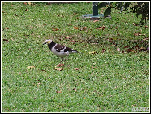 nEO_IMG_IMG_2152.jpg - 20230319台大農場