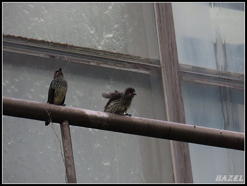nEO_IMG_IMG_2168輝椋鳥幼.jpg - 20230319台大農場