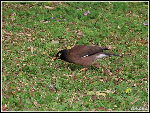 nEO_IMG_IMG_2187.jpg - 20230319台大農場