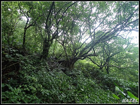 nEO_IMG_PA126068.jpg - 20221012跑馬古道望龍埤