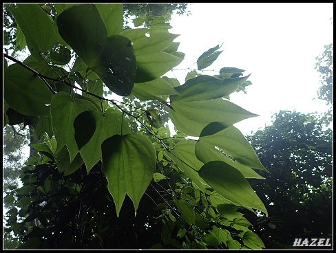 nEO_IMG_PA126078菊花木.jpg - 20221012跑馬古道望龍埤