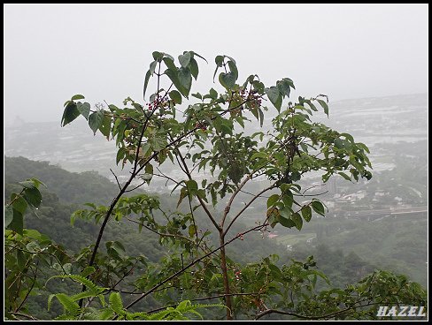 nEO_IMG_PA126120.jpg - 20221012跑馬古道望龍埤