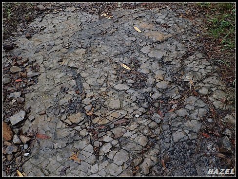 nEO_IMG_PA126157.jpg - 20221012跑馬古道望龍埤