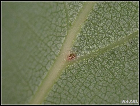 nEO_IMG_P5176872樟葉蟲穴.jpg - 20220515台大校園植物