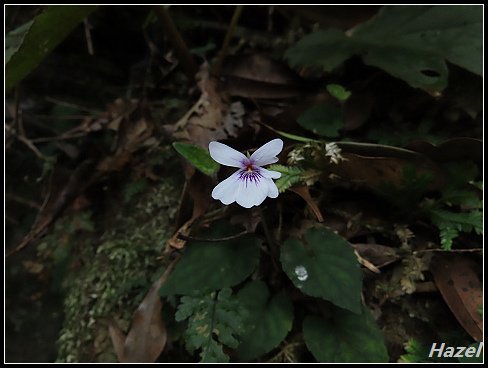 nEO_IMG_IMG_1194.jpg - 20190415藤枝