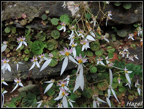 nEO_IMG_IMG_1235.jpg - 20190415藤枝