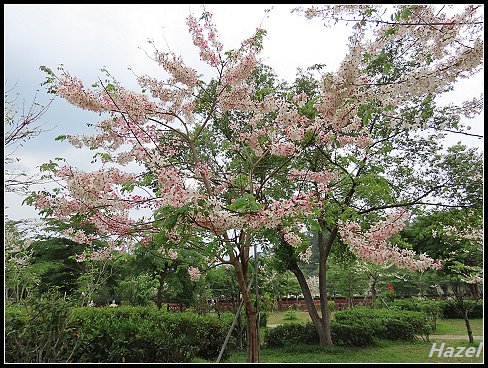 nEO_IMG_IMG_1578.jpg - 20190415藤枝