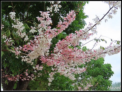 nEO_IMG_IMG_1538.jpg - 20190415藤枝