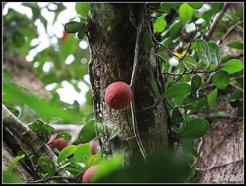 nEO_IMG_IMG_0430.jpg - 20190413南仁湖