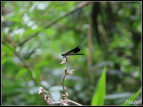 nEO_IMG_IMG_0092.jpg - 20190413南仁湖