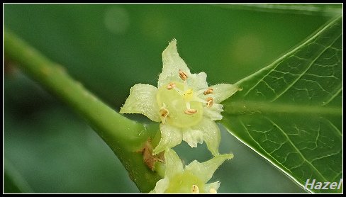 nEO_IMG_P4132052.jpg - 20190413南仁湖OLY