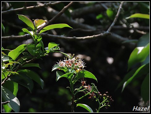 nEO_IMG_IMG_0176.jpg - 20190413南仁湖