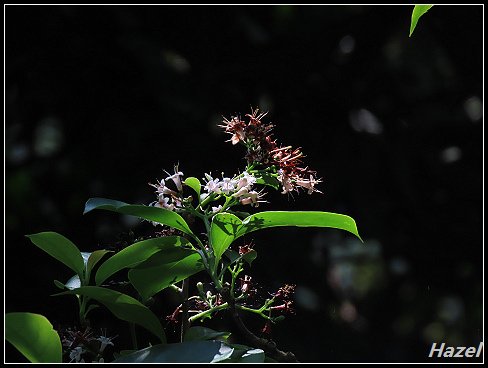 nEO_IMG_IMG_0181.jpg - 20190413南仁湖