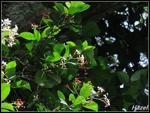 nEO_IMG_IMG_0477.jpg - 20190413南仁湖