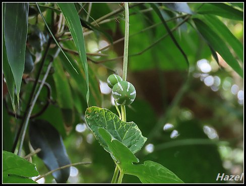 nEO_IMG_IMG_0496.jpg - 20190413南仁湖