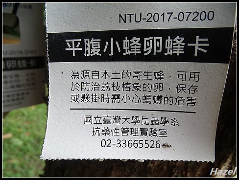 nEO_IMG_DSC04366.jpg - 20180425平腹小蜂