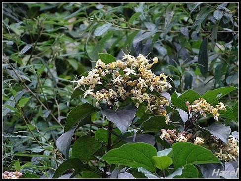 nEO_IMG_DSC03323.jpg - 20160809新佳陽