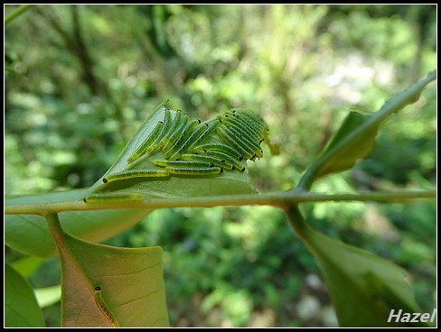 nEO_IMG_DSC01253.jpg - 20160729灣潭古道