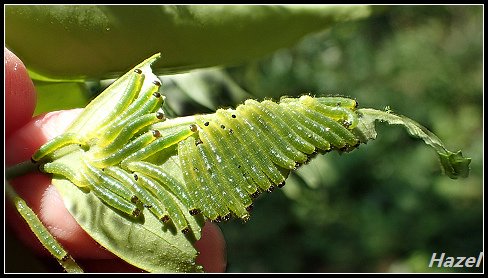 nEO_IMG_P7292375.jpg - 20160729灣潭古道