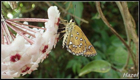 nEO_IMG_P7292430.jpg - 20160729灣潭古道