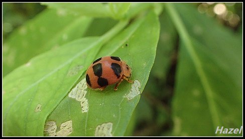nEO_IMG_P7292447.jpg - 20160729灣潭古道