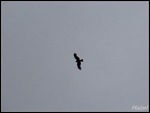 nEO_IMG_DSC04912.jpg - 20160513鳳頭蒼鷹