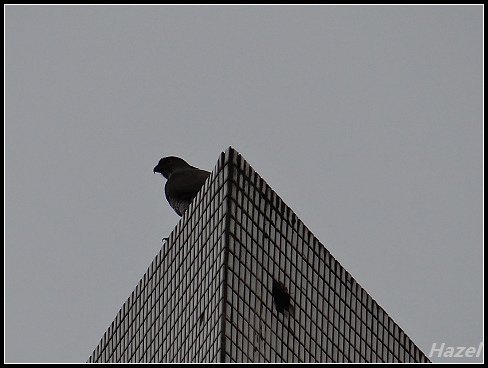 nEO_IMG_DSC04918.jpg - 20160513鳳頭蒼鷹