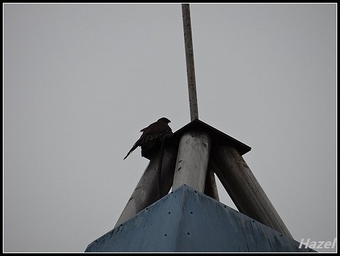 nEO_IMG_DSC04979.jpg - 20160513鳳頭蒼鷹
