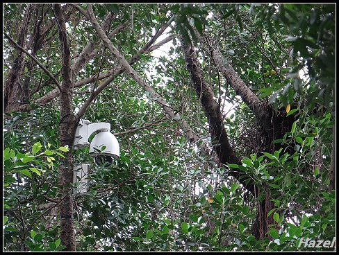 nEO_IMG_DSC06802.jpg - 20160513鳳頭蒼鷹