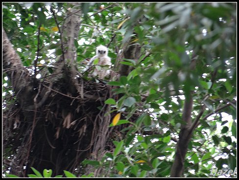nEO_IMG_DSC06820.jpg - 20160513鳳頭蒼鷹