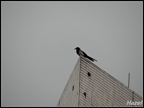 nEO_IMG_DSC06810.jpg - 20160513鳳頭蒼鷹