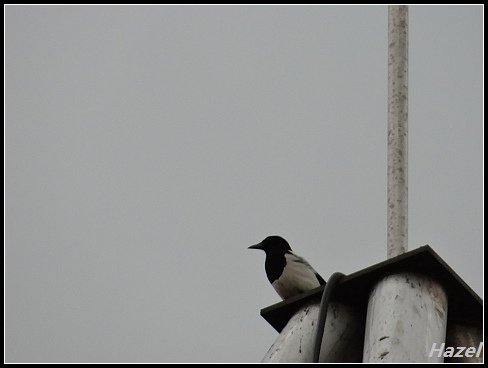 nEO_IMG_DSC06811.jpg - 20160513鳳頭蒼鷹